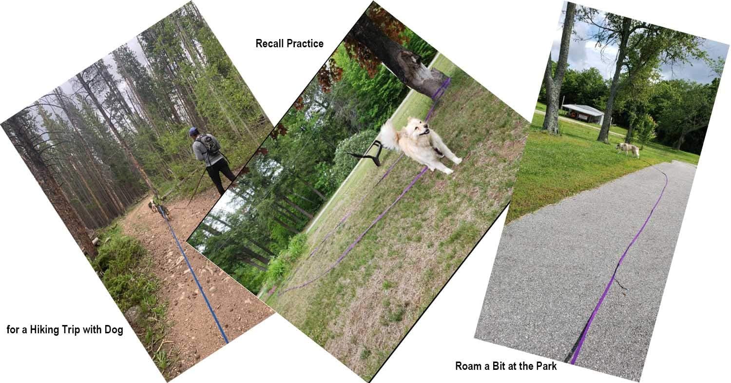 Dog Recall Training Leash - Image 4