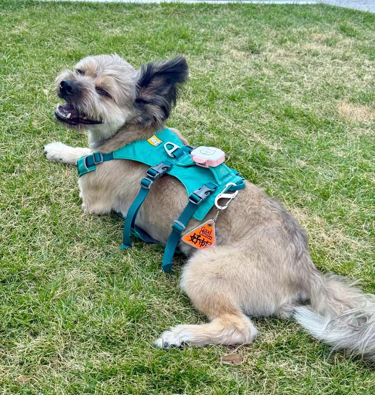 Smart Pet Tracker - GPS Tracking & Pet Safety Monitoring - Image 12